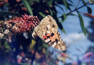 NATURE 2