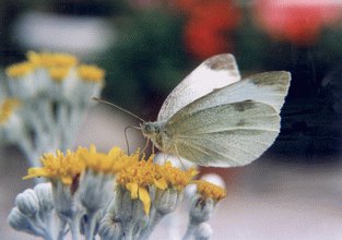 NATURE 4