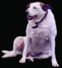 WOOF WOOF WOOF